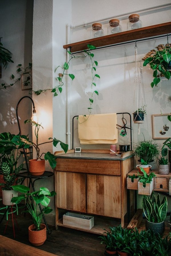 Come scegliere le giuste piante d'appartamento per purificare l'aria di casa?